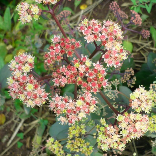 Sedum 'Stewed Rhubarb Mountain' - Kukehari 'Stewed Rhubarb Mountain'